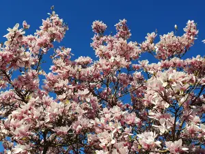 Annelies 01 Heel erg lente